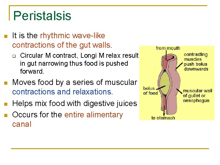 Peristalsis n It is the rhythmic wave-like contractions of the gut walls. q n Peristalsis n It is the rhythmic wave-like contractions of the gut walls. q n
