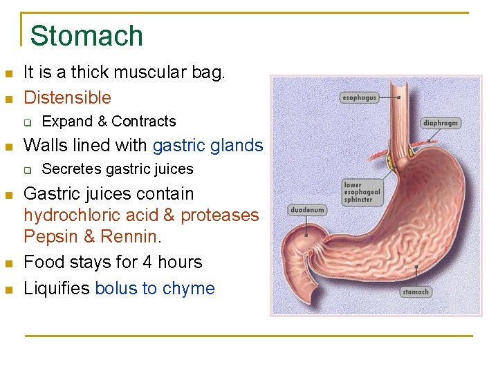 Stomach n n It is a thick muscular bag. Distensible q n Walls lined Stomach n n It is a thick muscular bag. Distensible q n Walls lined