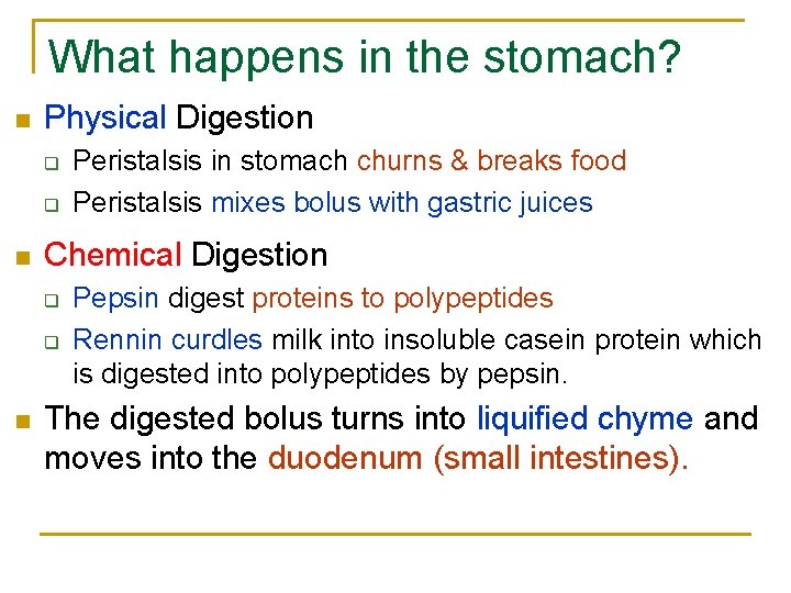 What happens in the stomach? n Physical Digestion q q n Chemical Digestion q What happens in the stomach? n Physical Digestion q q n Chemical Digestion q