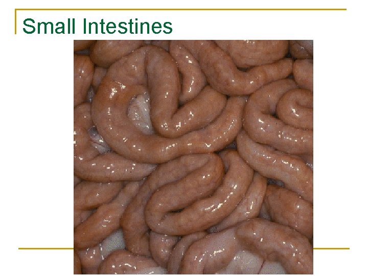 Small Intestines Small Intestines