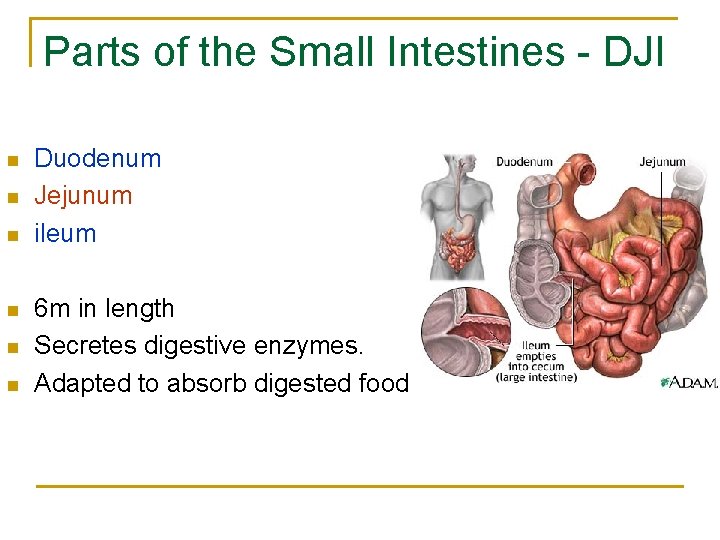 Parts of the Small Intestines - DJI n n n Duodenum Jejunum ileum 6 Parts of the Small Intestines - DJI n n n Duodenum Jejunum ileum 6