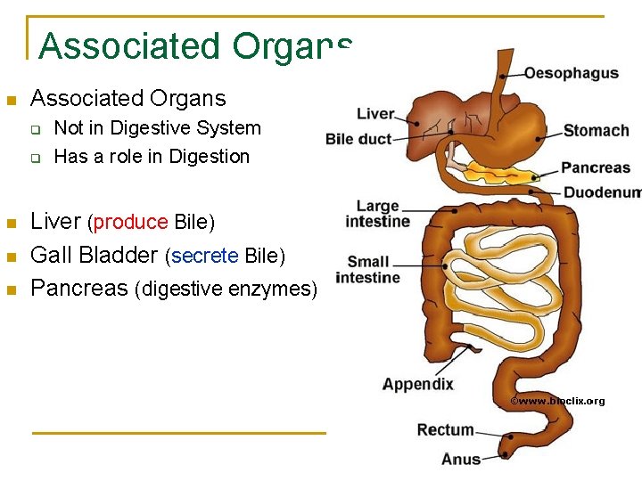 Associated Organs n Associated Organs q q n n n Not in Digestive System Associated Organs n Associated Organs q q n n n Not in Digestive System