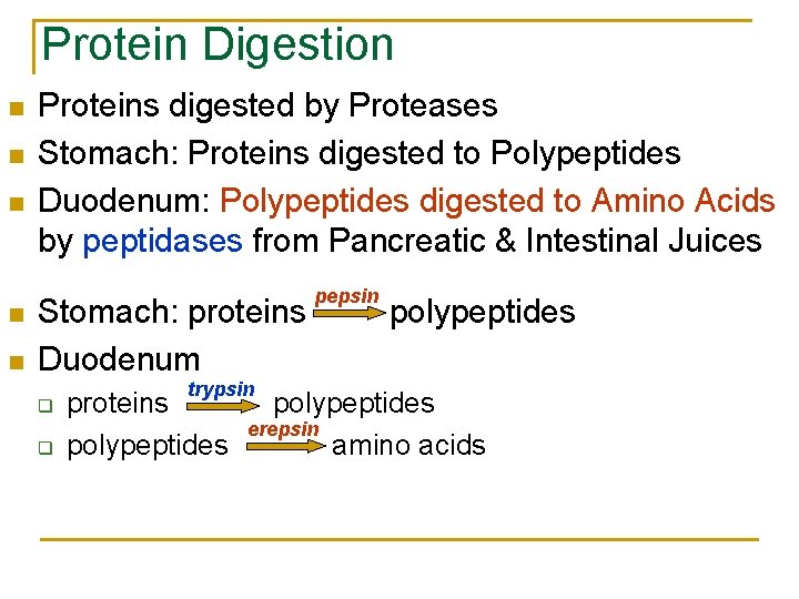 Protein Digestion n n Proteins digested by Proteases Stomach: Proteins digested to Polypeptides Duodenum: Protein Digestion n n Proteins digested by Proteases Stomach: Proteins digested to Polypeptides Duodenum: