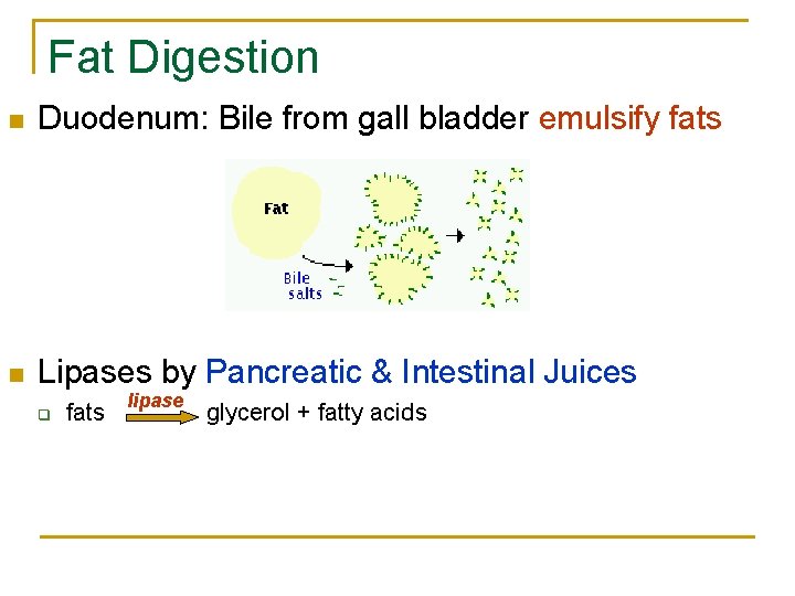 Fat Digestion n Duodenum: Bile from gall bladder emulsify fats n Lipases by Pancreatic Fat Digestion n Duodenum: Bile from gall bladder emulsify fats n Lipases by Pancreatic