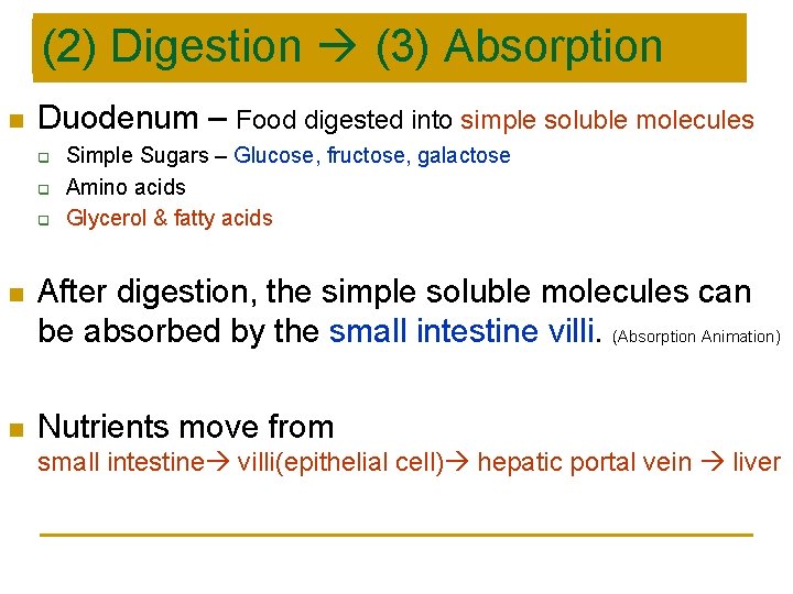 (2) Digestion (3) Absorption n Duodenum – Food digested into simple soluble molecules q (2) Digestion (3) Absorption n Duodenum – Food digested into simple soluble molecules q