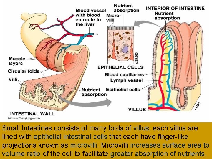 Small Intestines consists of many folds of villus, each villus are lined with epithelial Small Intestines consists of many folds of villus, each villus are lined with epithelial