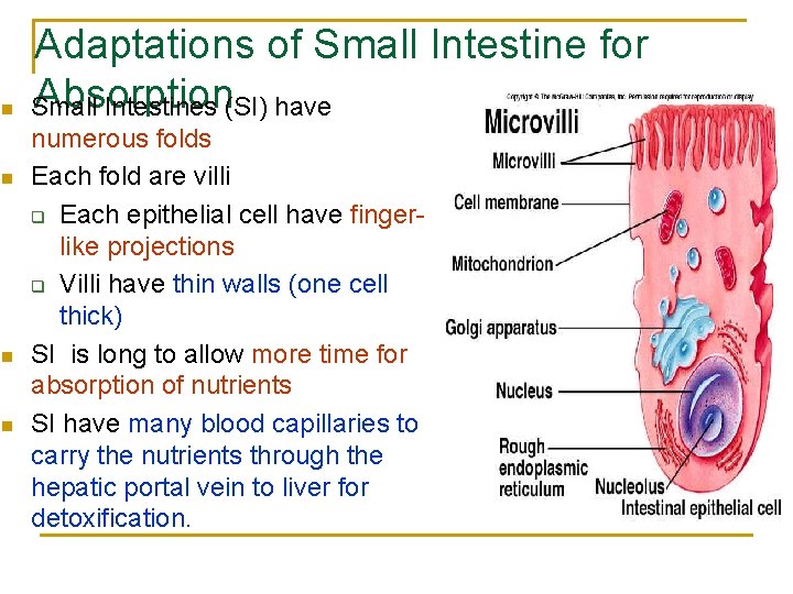 n n Adaptations of Small Intestine for Absorption Small Intestines (SI) have numerous folds n n Adaptations of Small Intestine for Absorption Small Intestines (SI) have numerous folds