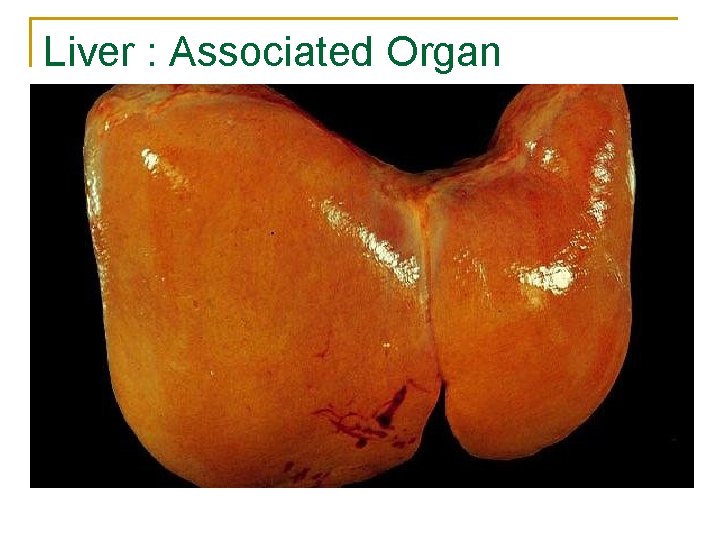 Liver : Associated Organ Liver : Associated Organ