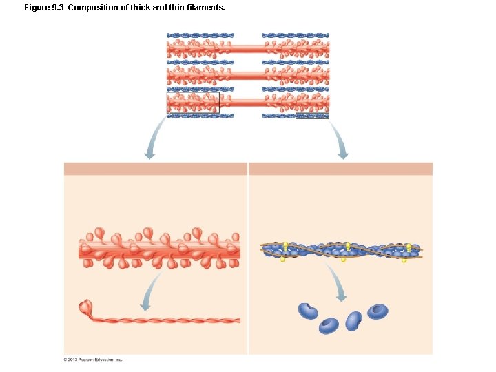 Figure 9. 3 Composition of thick and thin filaments. Figure 9. 3 Composition of thick and thin filaments.