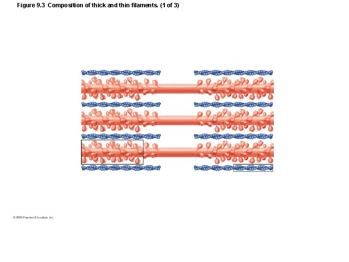 Figure 9. 3 Composition of thick and thin filaments. (1 of 3) Figure 9. 3 Composition of thick and thin filaments. (1 of 3)