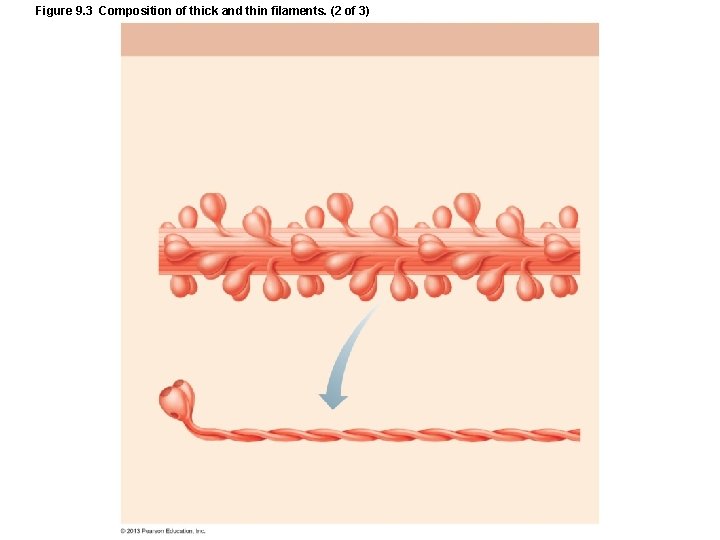 Figure 9. 3 Composition of thick and thin filaments. (2 of 3) Figure 9. 3 Composition of thick and thin filaments. (2 of 3)