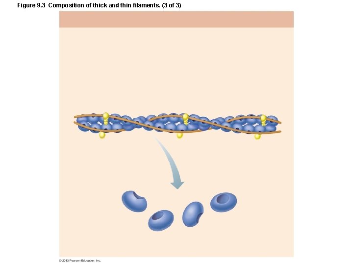 Figure 9. 3 Composition of thick and thin filaments. (3 of 3) Figure 9. 3 Composition of thick and thin filaments. (3 of 3)