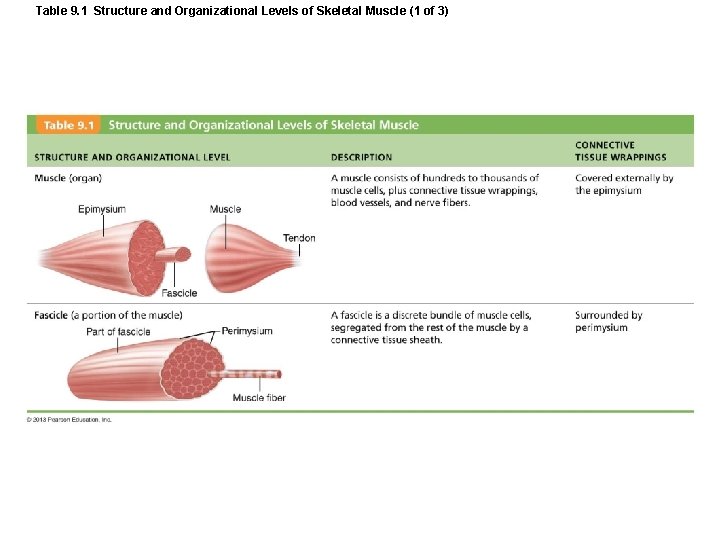 Table 9. 1 Structure and Organizational Levels of Skeletal Muscle (1 of 3) Table 9. 1 Structure and Organizational Levels of Skeletal Muscle (1 of 3)