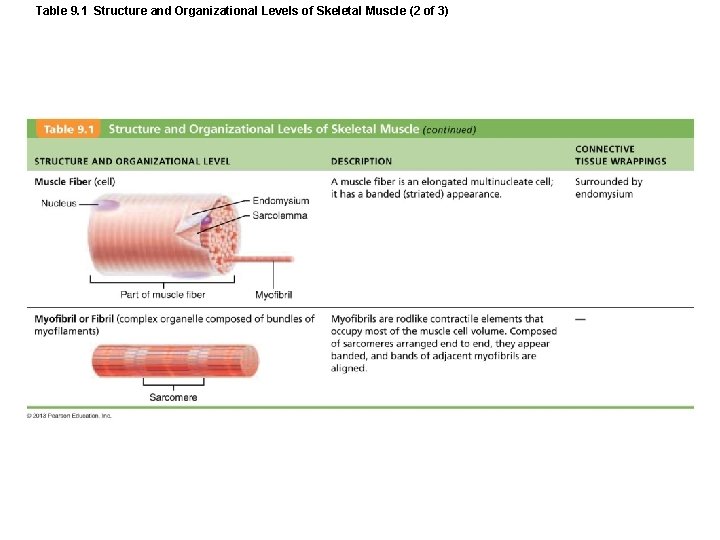 Table 9. 1 Structure and Organizational Levels of Skeletal Muscle (2 of 3) Table 9. 1 Structure and Organizational Levels of Skeletal Muscle (2 of 3)