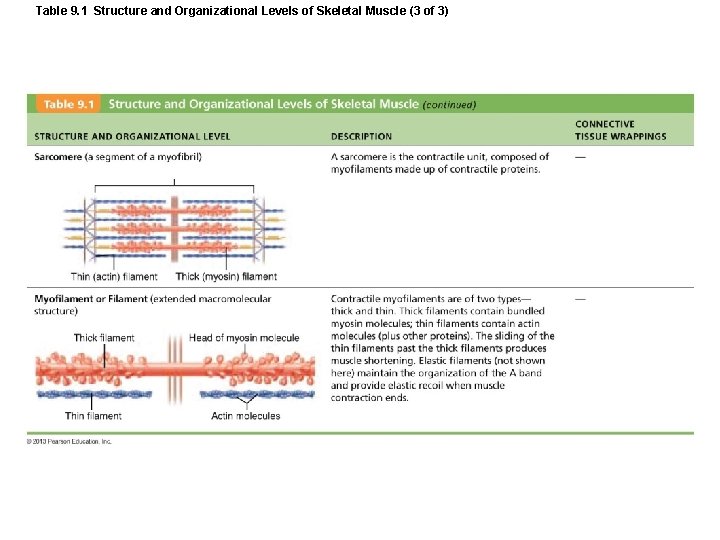 Table 9. 1 Structure and Organizational Levels of Skeletal Muscle (3 of 3) Table 9. 1 Structure and Organizational Levels of Skeletal Muscle (3 of 3)