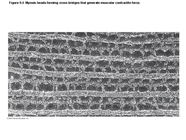 Figure 9. 4 Myosin heads forming cross bridges that generate muscular contractile force. Figure 9. 4 Myosin heads forming cross bridges that generate muscular contractile force.