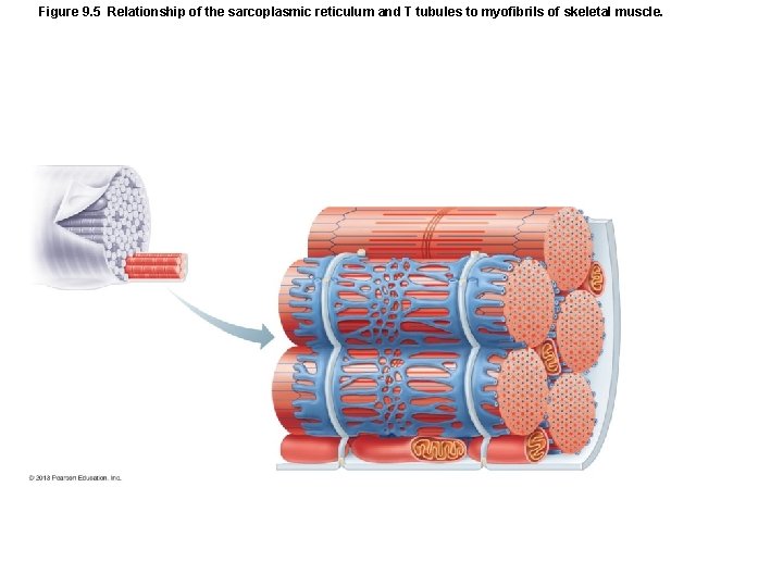 Figure 9. 5 Relationship of the sarcoplasmic reticulum and T tubules to myofibrils of Figure 9. 5 Relationship of the sarcoplasmic reticulum and T tubules to myofibrils of