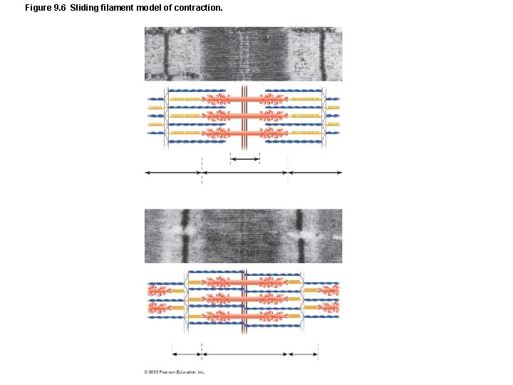 Figure 9. 6 Sliding filament model of contraction. Figure 9. 6 Sliding filament model of contraction.