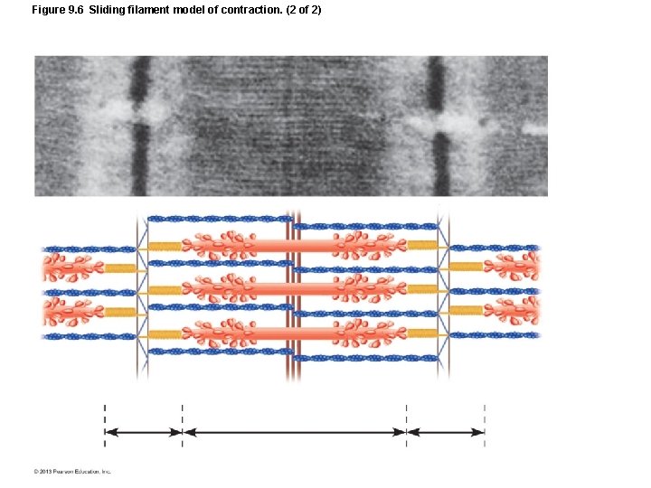 Figure 9. 6 Sliding filament model of contraction. (2 of 2) Figure 9. 6 Sliding filament model of contraction. (2 of 2)