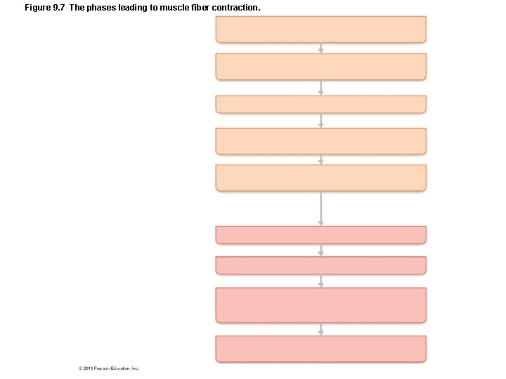 Figure 9. 7 The phases leading to muscle fiber contraction. Figure 9. 7 The phases leading to muscle fiber contraction.