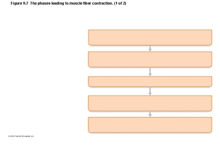Figure 9. 7 The phases leading to muscle fiber contraction. (1 of 2) Figure 9. 7 The phases leading to muscle fiber contraction. (1 of 2)