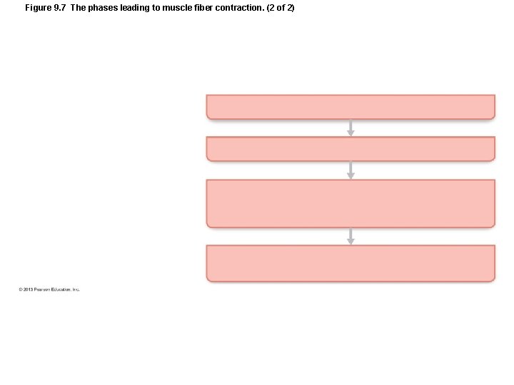 Figure 9. 7 The phases leading to muscle fiber contraction. (2 of 2) Figure 9. 7 The phases leading to muscle fiber contraction. (2 of 2)