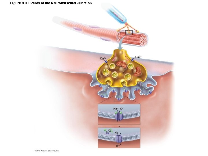 Figure 9. 8 Events at the Neuromuscular Junction Figure 9. 8 Events at the Neuromuscular Junction