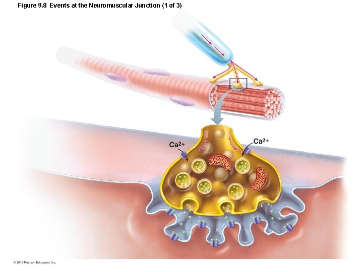 Figure 9. 8 Events at the Neuromuscular Junction (1 of 3) Figure 9. 8 Events at the Neuromuscular Junction (1 of 3)