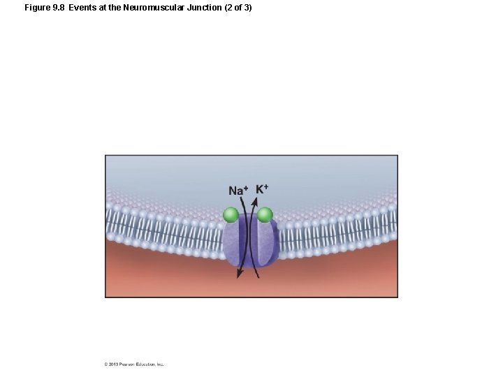 Figure 9. 8 Events at the Neuromuscular Junction (2 of 3) Figure 9. 8 Events at the Neuromuscular Junction (2 of 3)