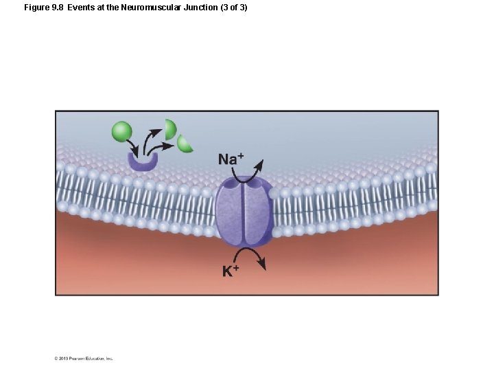 Figure 9. 8 Events at the Neuromuscular Junction (3 of 3) Figure 9. 8 Events at the Neuromuscular Junction (3 of 3)