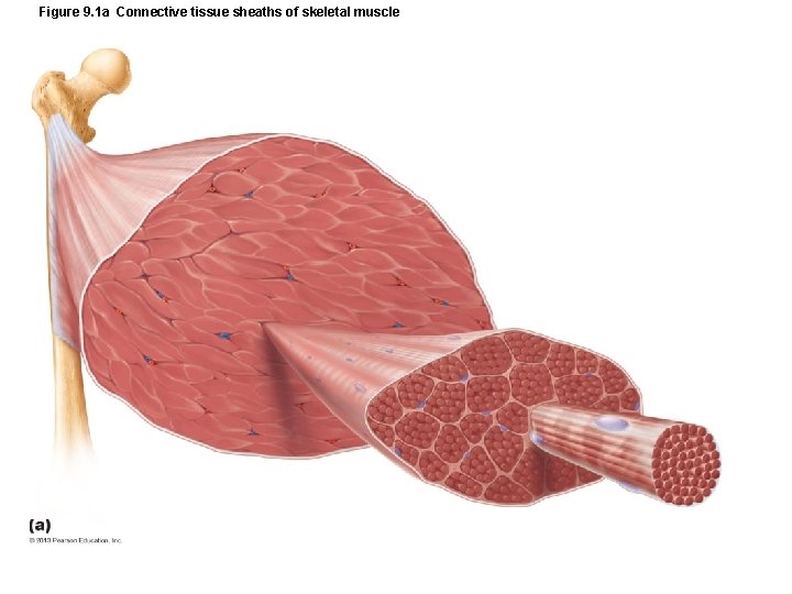 Figure 9. 1 a Connective tissue sheaths of skeletal muscle Figure 9. 1 a Connective tissue sheaths of skeletal muscle