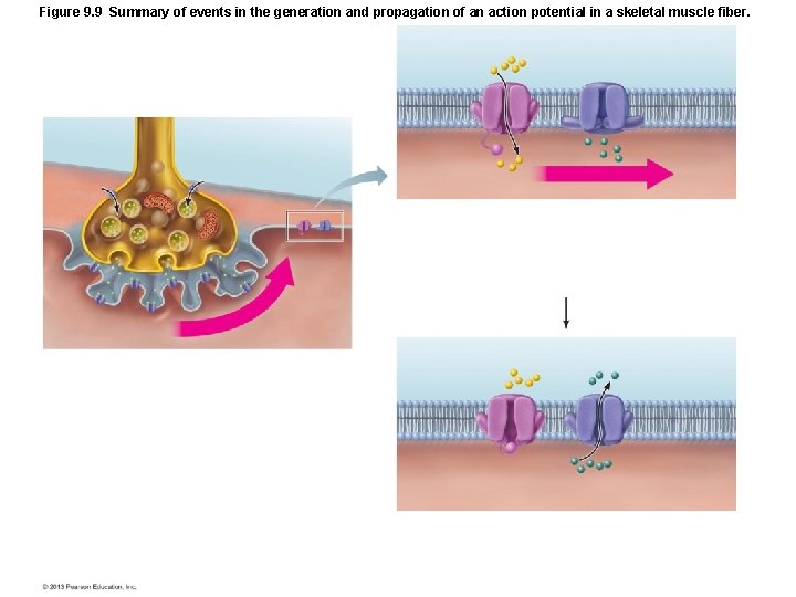 Figure 9. 9 Summary of events in the generation and propagation of an action Figure 9. 9 Summary of events in the generation and propagation of an action