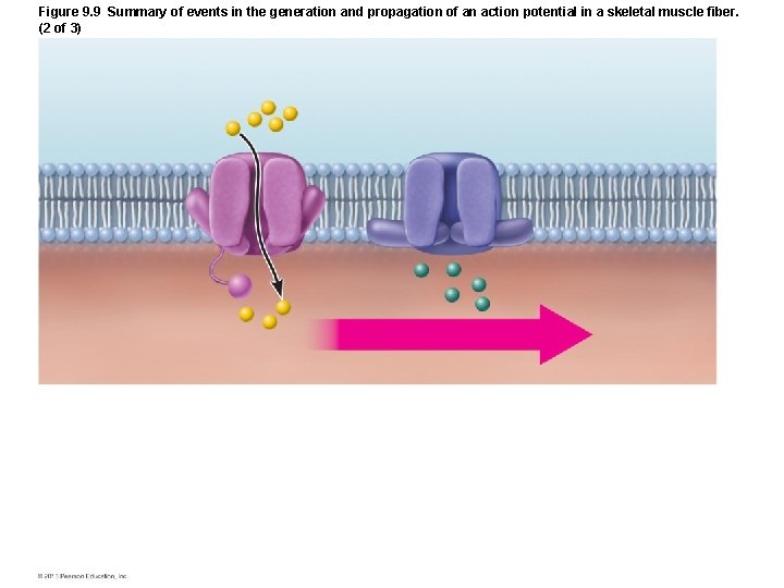 Figure 9. 9 Summary of events in the generation and propagation of an action Figure 9. 9 Summary of events in the generation and propagation of an action