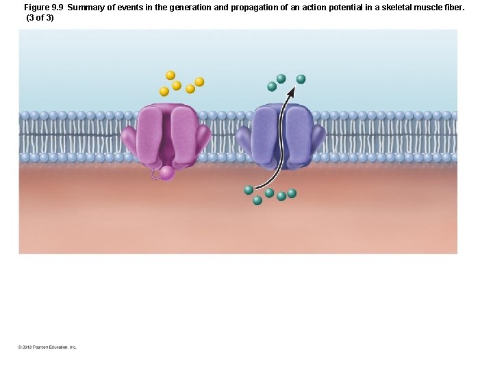 Figure 9. 9 Summary of events in the generation and propagation of an action Figure 9. 9 Summary of events in the generation and propagation of an action