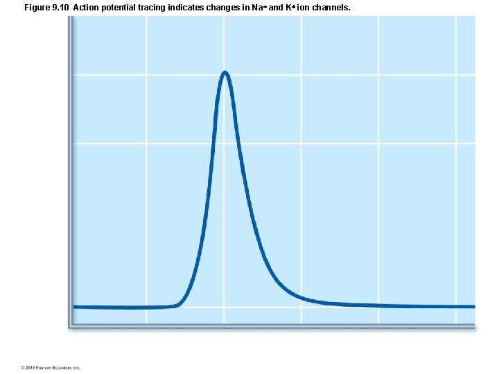 Figure 9. 10 Action potential tracing indicates changes in Na and K ion channels. Figure 9. 10 Action potential tracing indicates changes in Na and K ion channels.