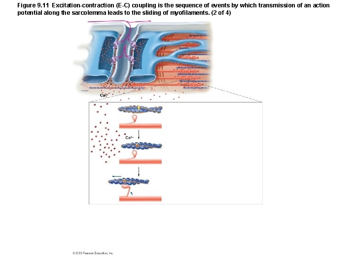Figure 9. 11 Excitation-contraction (E-C) coupling is the sequence of events by which transmission Figure 9. 11 Excitation-contraction (E-C) coupling is the sequence of events by which transmission