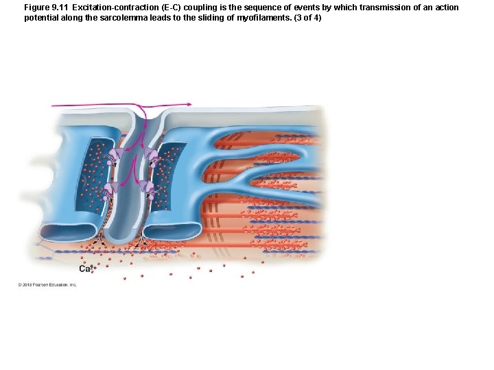 Figure 9. 11 Excitation-contraction (E-C) coupling is the sequence of events by which transmission Figure 9. 11 Excitation-contraction (E-C) coupling is the sequence of events by which transmission