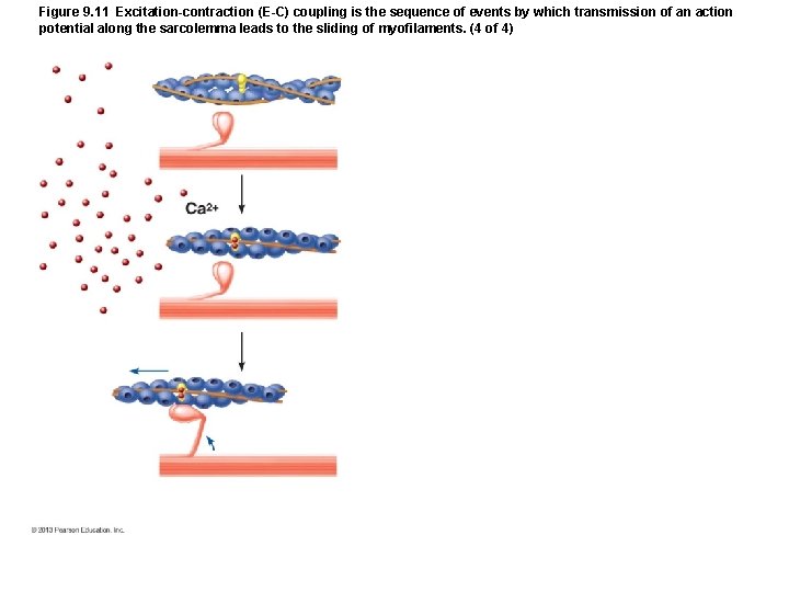 Figure 9. 11 Excitation-contraction (E-C) coupling is the sequence of events by which transmission Figure 9. 11 Excitation-contraction (E-C) coupling is the sequence of events by which transmission