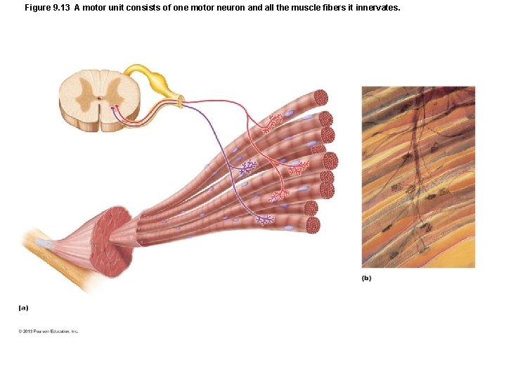 Figure 9. 13 A motor unit consists of one motor neuron and all the Figure 9. 13 A motor unit consists of one motor neuron and all the