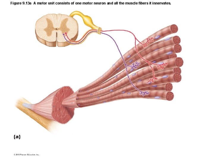 Figure 9. 13 a A motor unit consists of one motor neuron and all Figure 9. 13 a A motor unit consists of one motor neuron and all