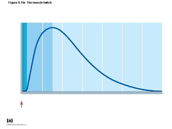 Figure 9. 14 a The muscle twitch. Figure 9. 14 a The muscle twitch.
