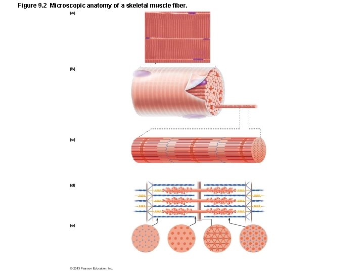 Figure 9. 2 Microscopic anatomy of a skeletal muscle fiber. Figure 9. 2 Microscopic anatomy of a skeletal muscle fiber.