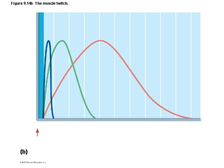 Figure 9. 14 b The muscle twitch. Figure 9. 14 b The muscle twitch.