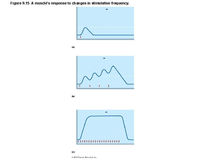 Figure 9. 15 A muscle’s response to changes in stimulation frequency. Figure 9. 15 A muscle’s response to changes in stimulation frequency.