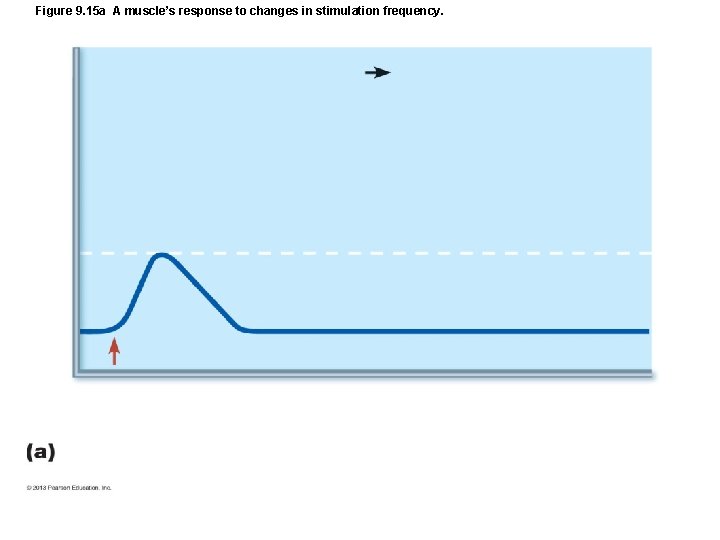 Figure 9. 15 a A muscle’s response to changes in stimulation frequency. Figure 9. 15 a A muscle’s response to changes in stimulation frequency.