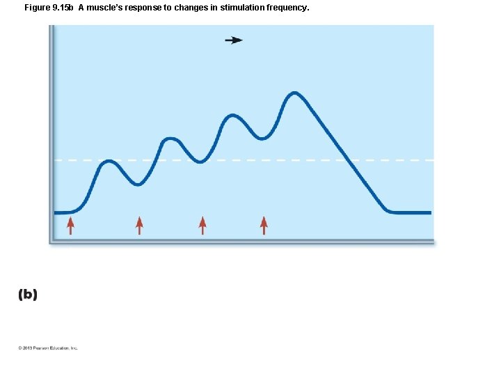 Figure 9. 15 b A muscle’s response to changes in stimulation frequency. Figure 9. 15 b A muscle’s response to changes in stimulation frequency.