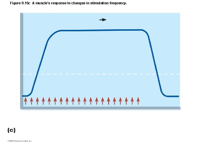 Figure 9. 15 c A muscle’s response to changes in stimulation frequency. Figure 9. 15 c A muscle’s response to changes in stimulation frequency.