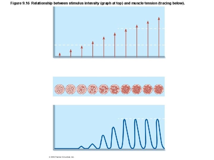 Figure 9. 16 Relationship between stimulus intensity (graph at top) and muscle tension (tracing Figure 9. 16 Relationship between stimulus intensity (graph at top) and muscle tension (tracing