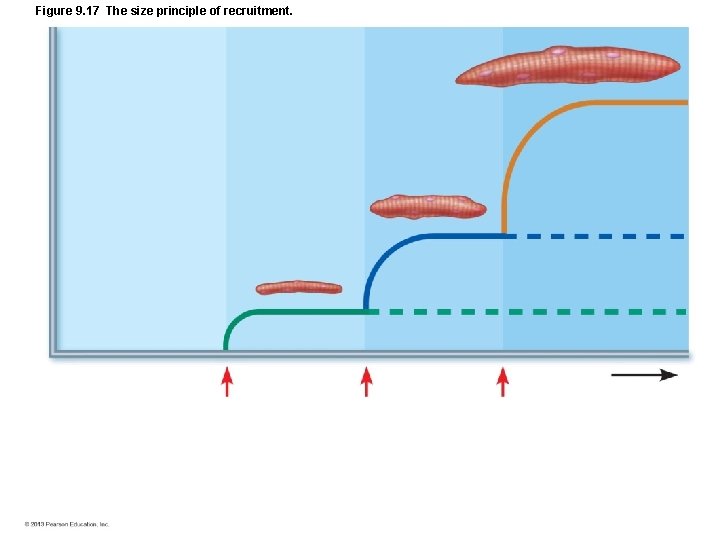 Figure 9. 17 The size principle of recruitment. Figure 9. 17 The size principle of recruitment.