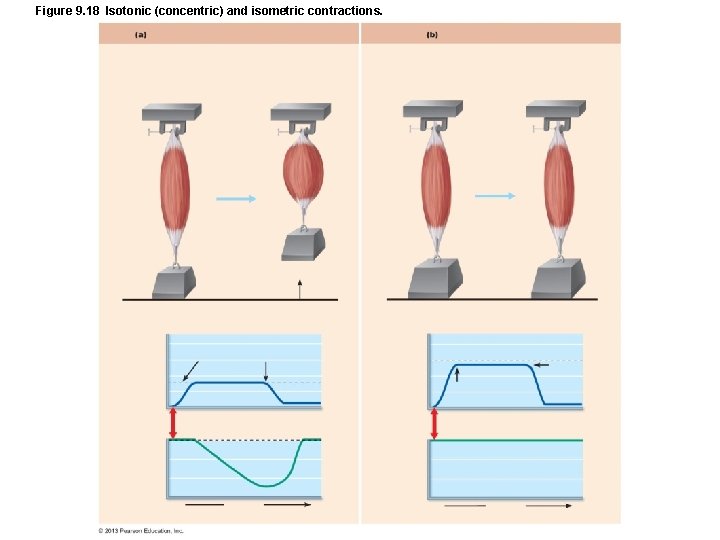 Figure 9. 18 Isotonic (concentric) and isometric contractions. Figure 9. 18 Isotonic (concentric) and isometric contractions.
